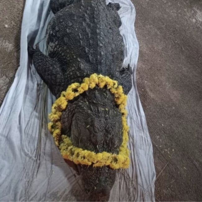 Image depicting Hundreds pay tribute to Babiya, a vegetarian crocodile!