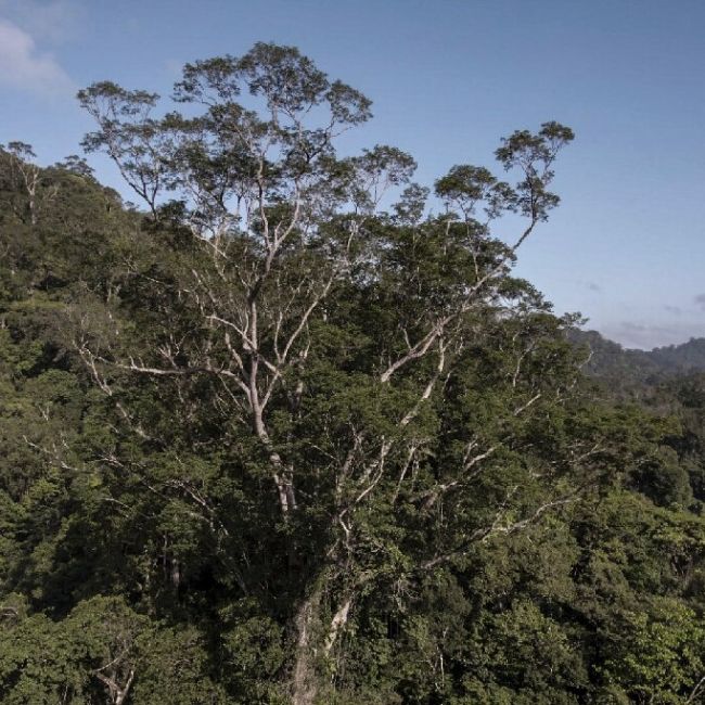 Image depicting Researchers uncover the tallest tree in the Amazon!