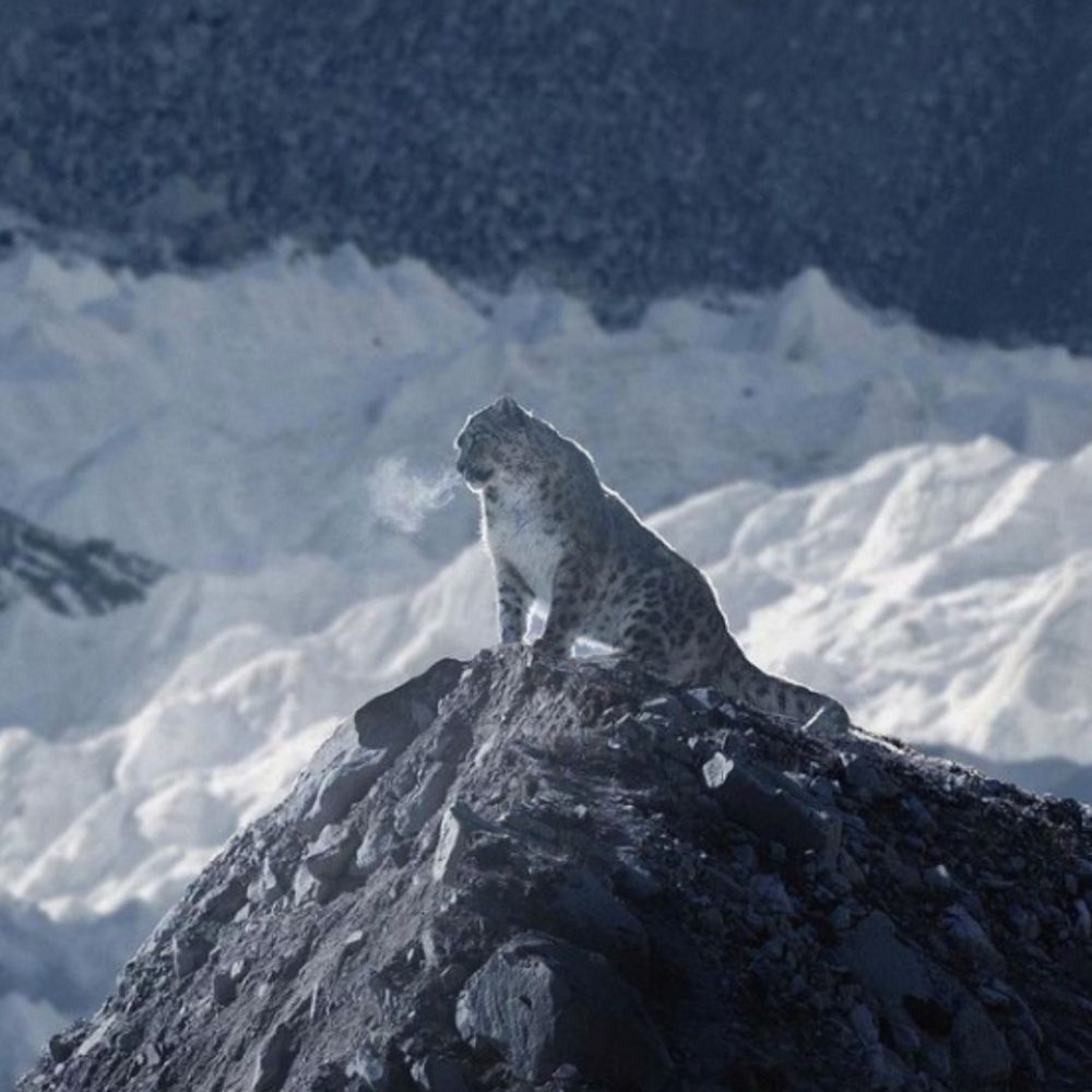 Image depicting 165 km trek to photograph a snow leopard!