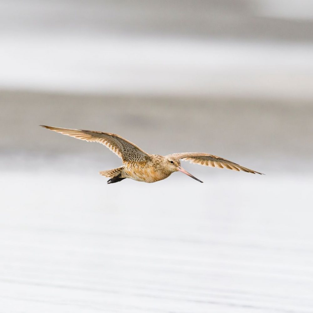 Image depicting A young bird's flight across 13,000 km sets the record for the longest flight!