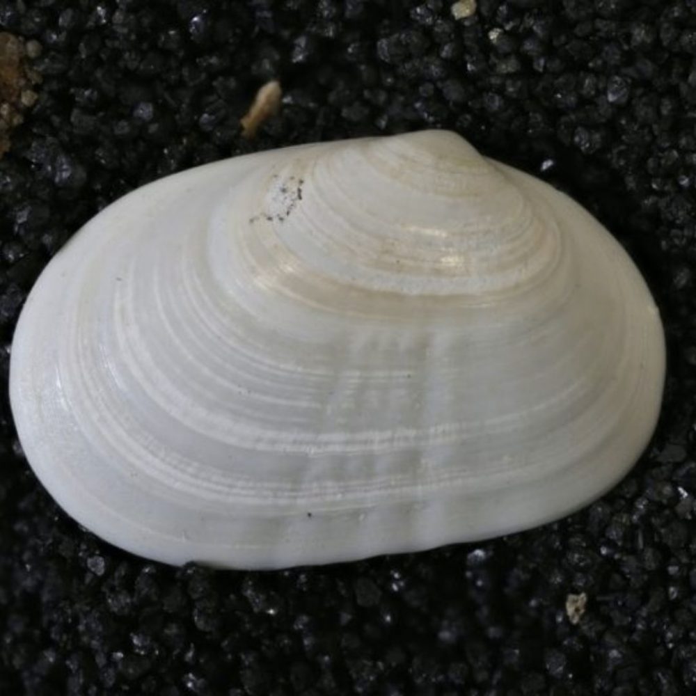 Image depicting 'Extinct' 30,000-year-old clam discovered!