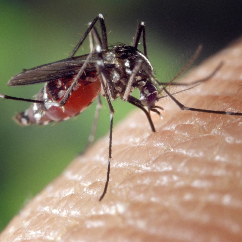 Image depicting Mosquitoes love to bite a select few!