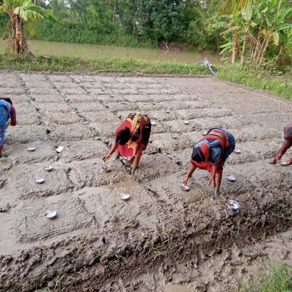 Image depicting Festival of Rice promotes weather-proof crops!