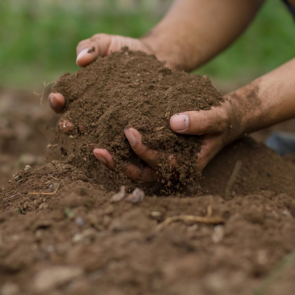 Image depicting Global Save Soil Policy Handbook!