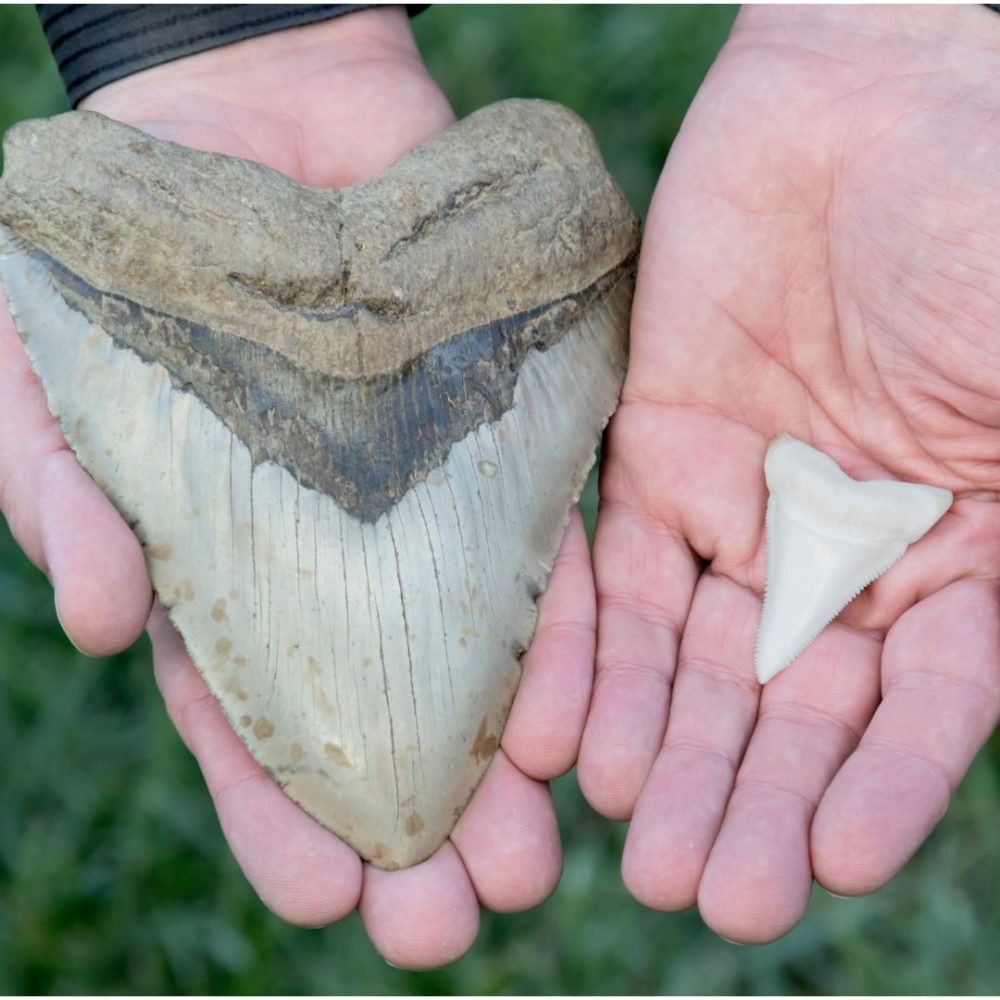 Image depicting Kid uncovers Megalodon shark tooth!