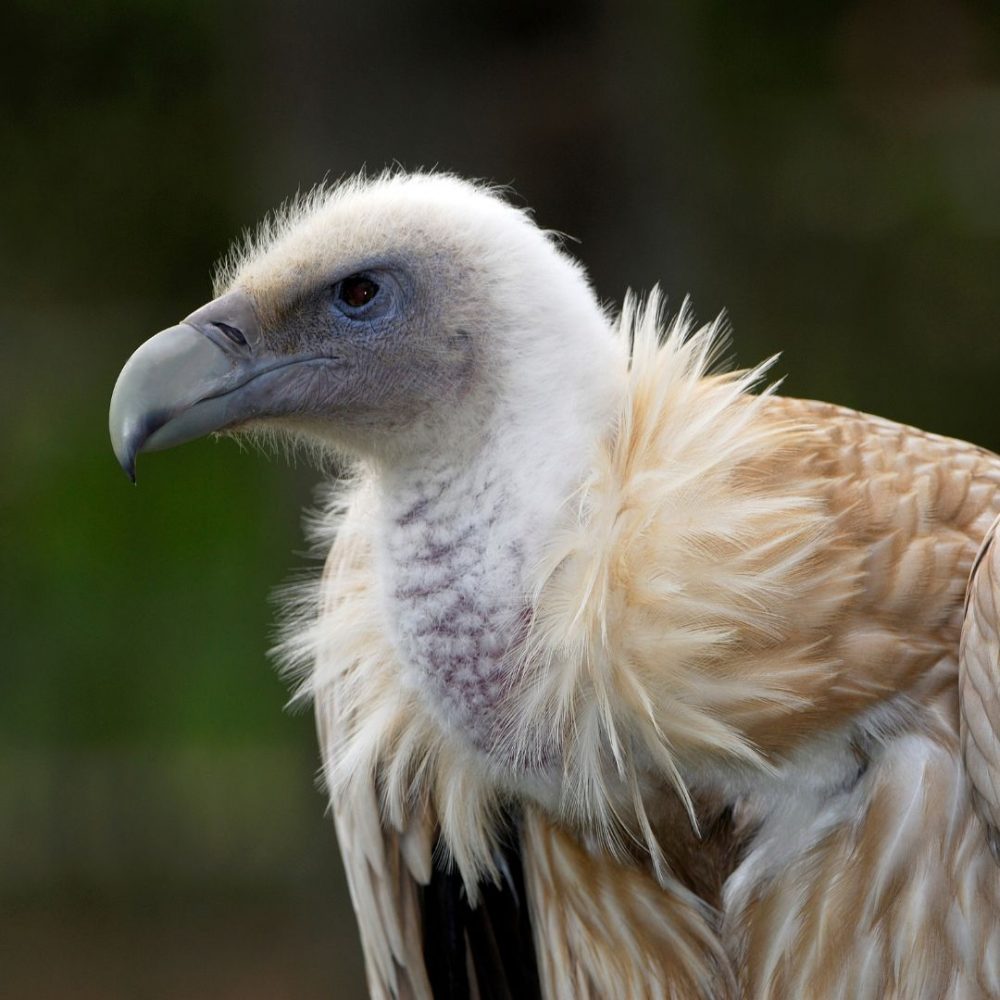Rare Himalayan Griffon Vulture! | Curious Times
