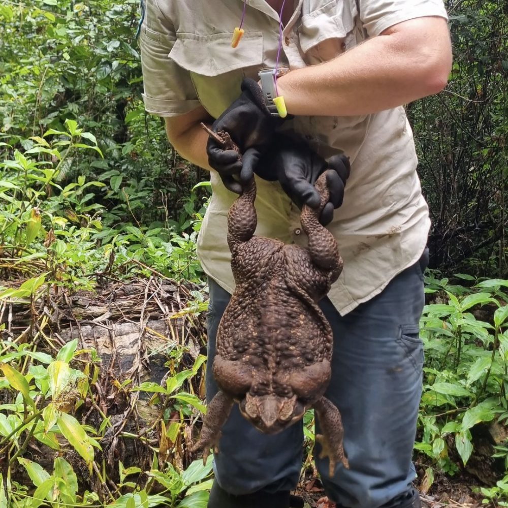 Image depicting “Toadzilla” thrills Australians!