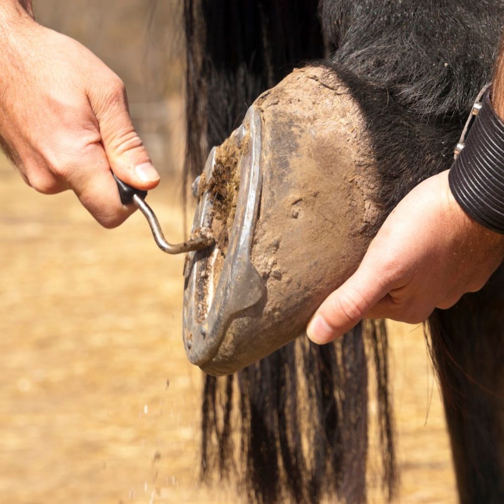 Image depicting Why do horses need horseshoes?