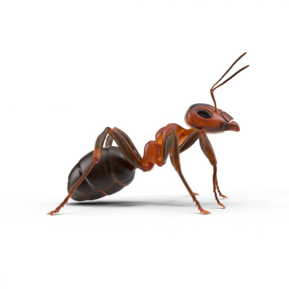 Image depicting Ants can smell illness, claims study!