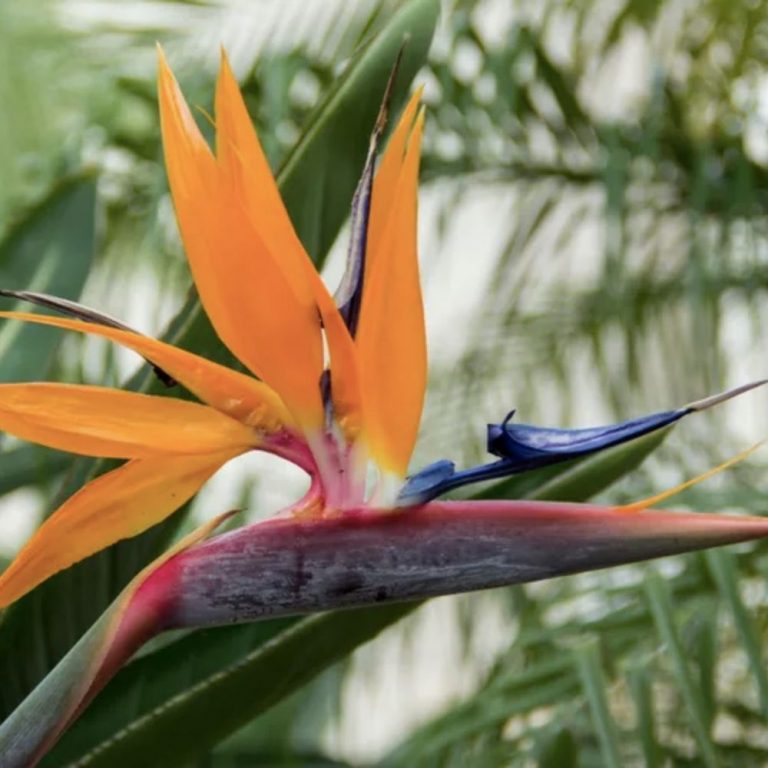 Bird-of-Paradise - Unique Flowers! | Curious Times