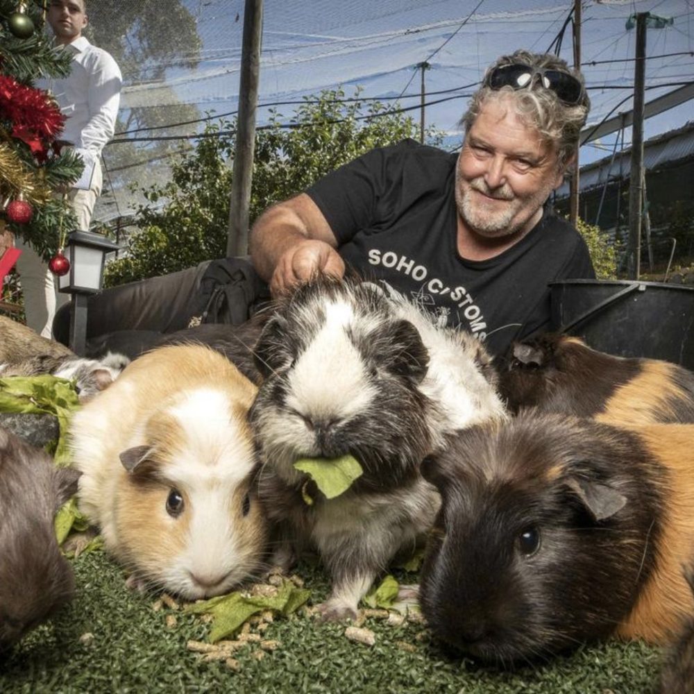 Image depicting Guinea pigs enjoy TikTok fame!