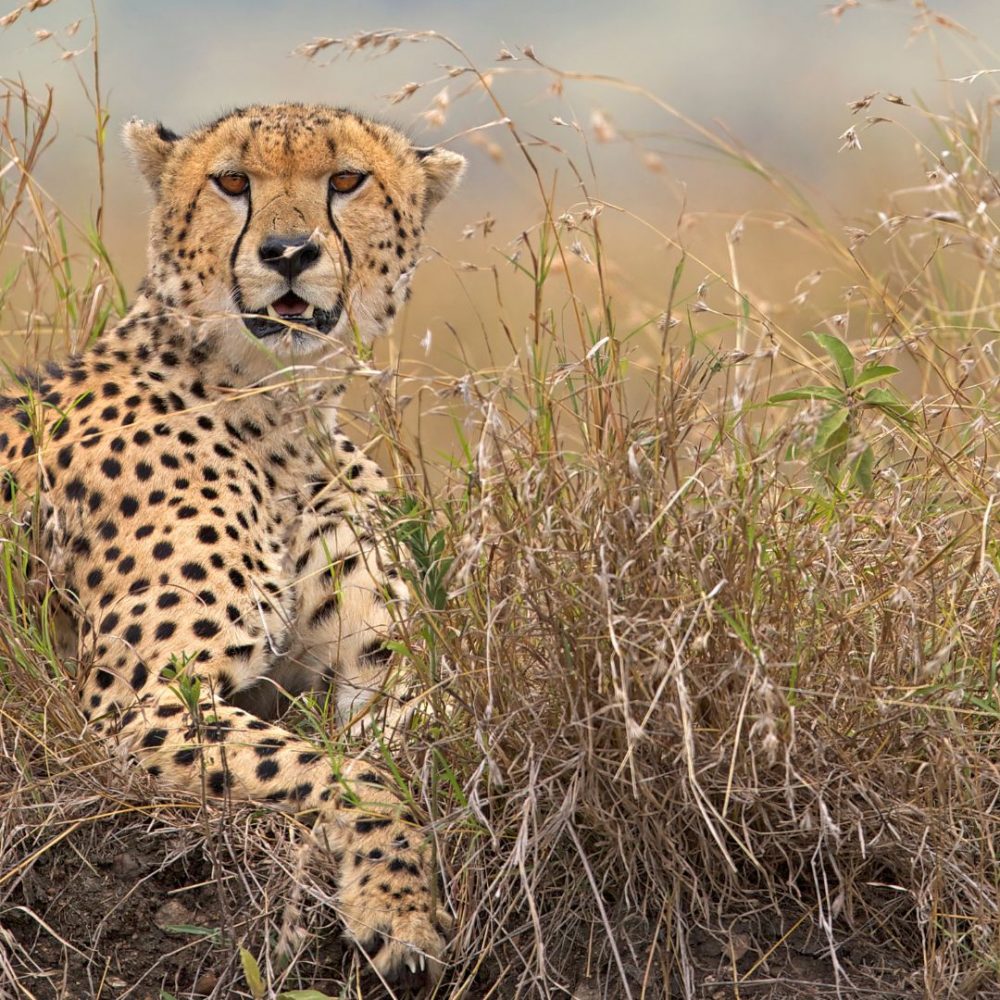 Image depicting Kuno National Park to welcome 12 cheetahs!