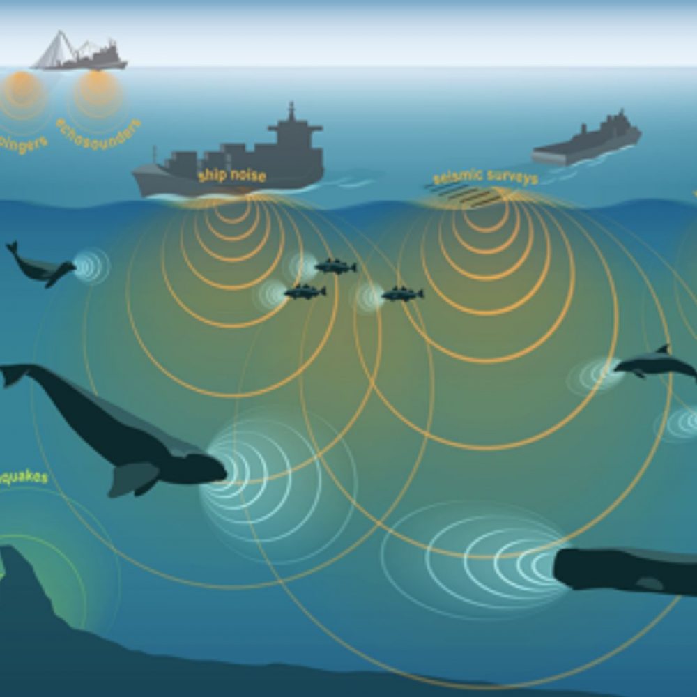 Image depicting Ship's noise endangers aquatic life!