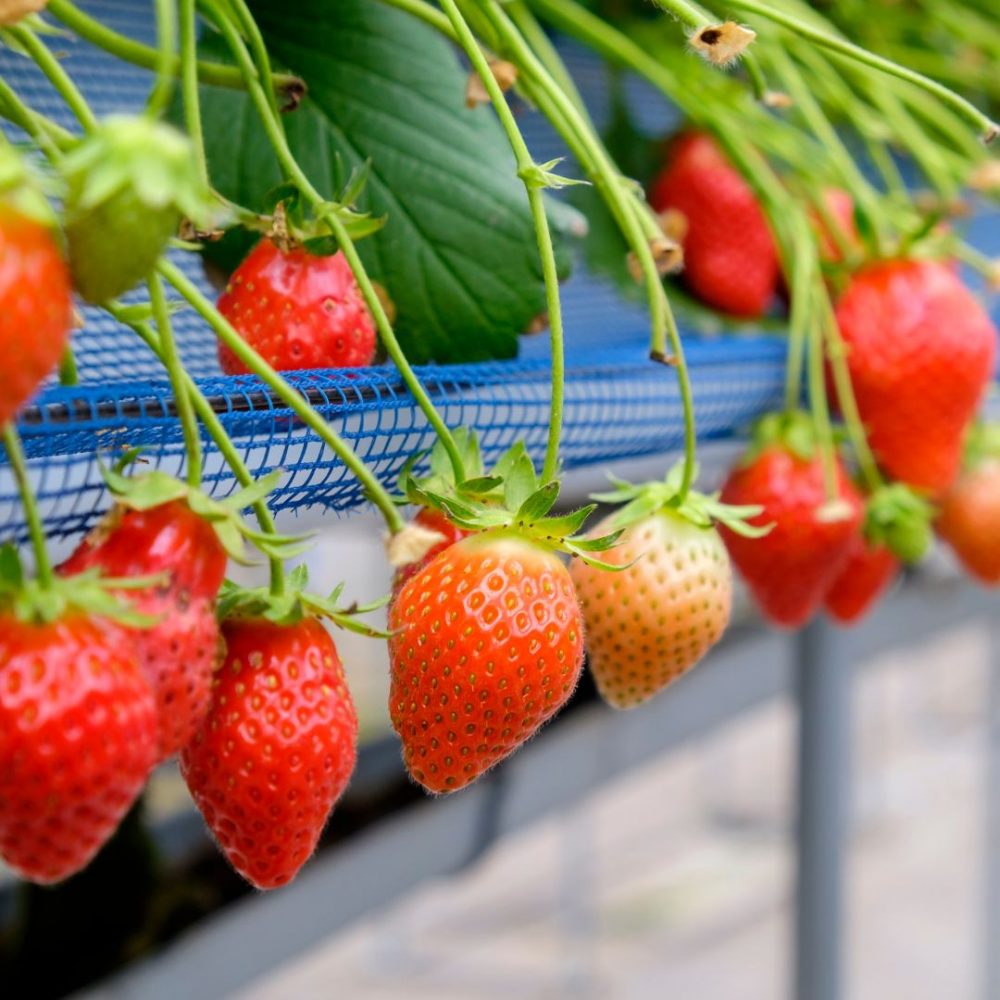 Image depicting Strawberries help Odisha's farmers self-sustain!