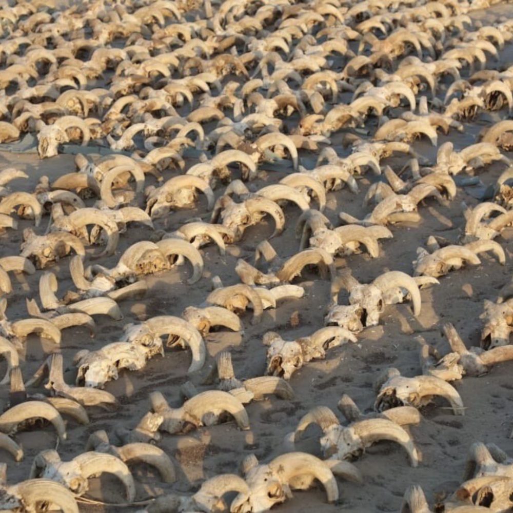 Image depicting Wow! 2,000 Mummified Ram Heads Found in Egypt!