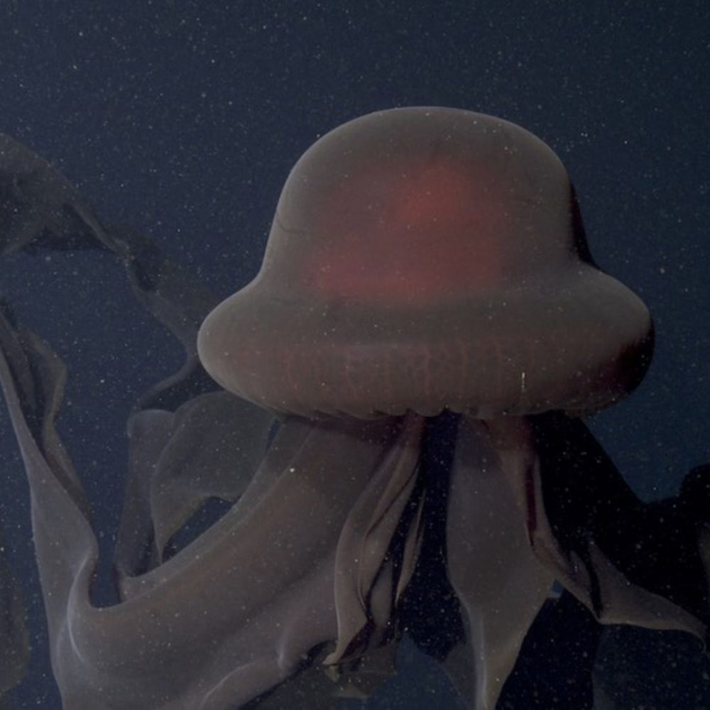 Image depicting Deep-sea divers encounter the Phantom Jellyfish!