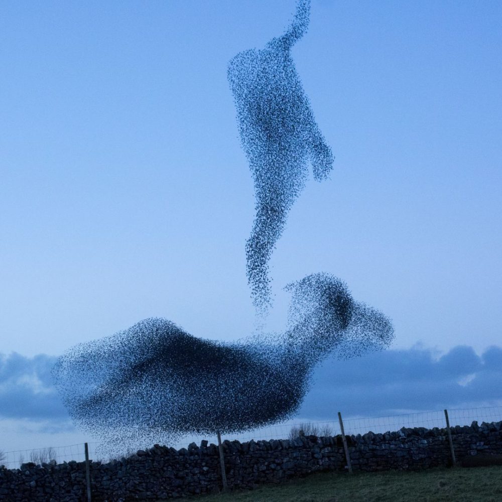 Image depicting Thousands of Birds Dancing in the Sky - A Murmuration!