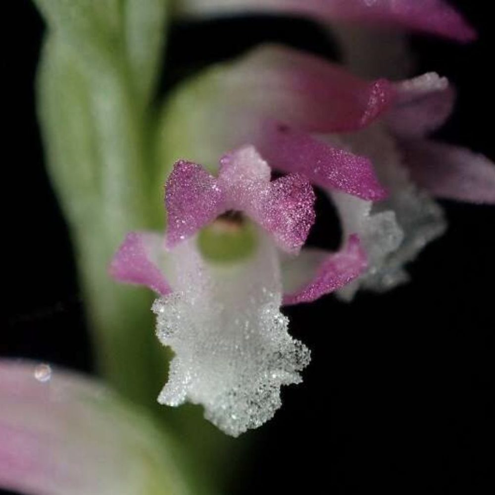 Image depicting Wow! A New Glass-Like Orchid Found in Japan!