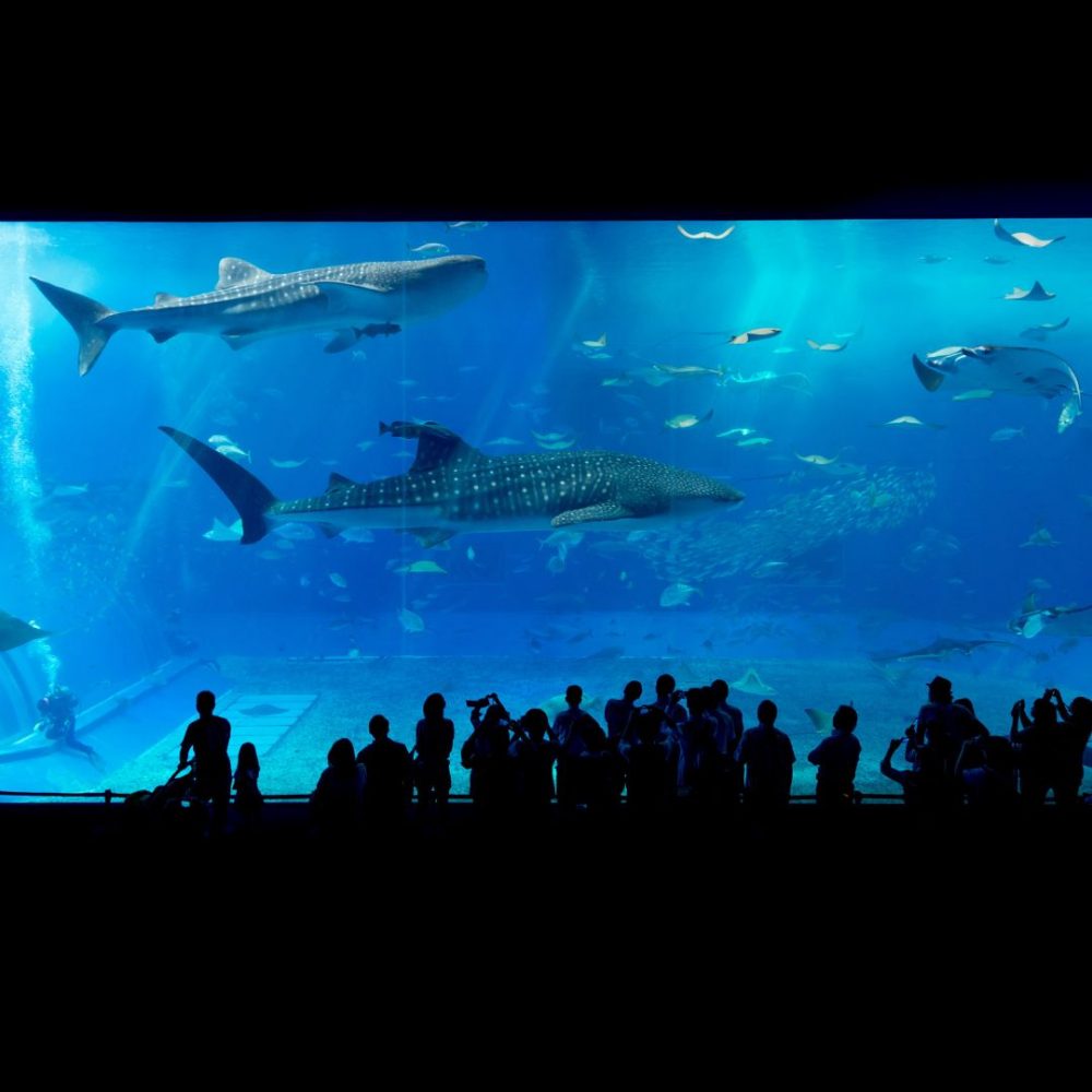 Image depicting Dive into Hyderabad's Newest Underwater Attraction!