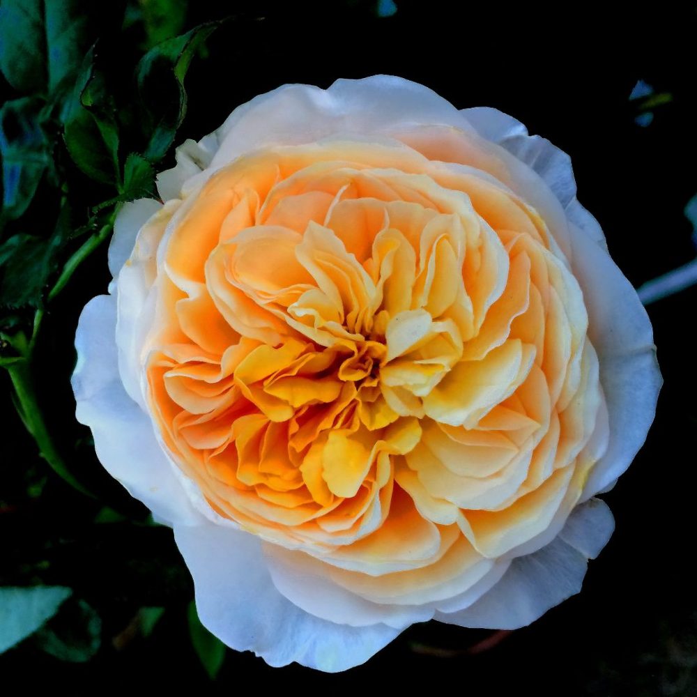 Image depicting Juliet Rose - Unique Flowers!
