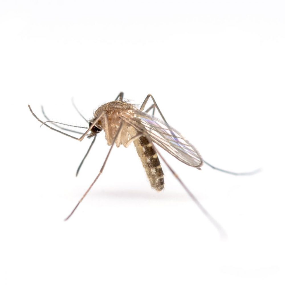 Image depicting Mosquitoes' Spit Can Make Us Sick!