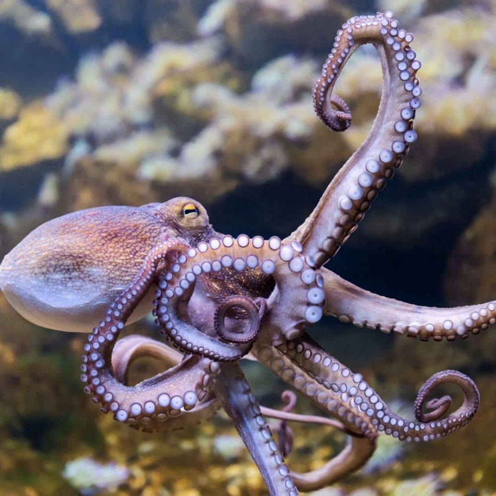 Image depicting Octopuses’ minds reveal secret brain wave!