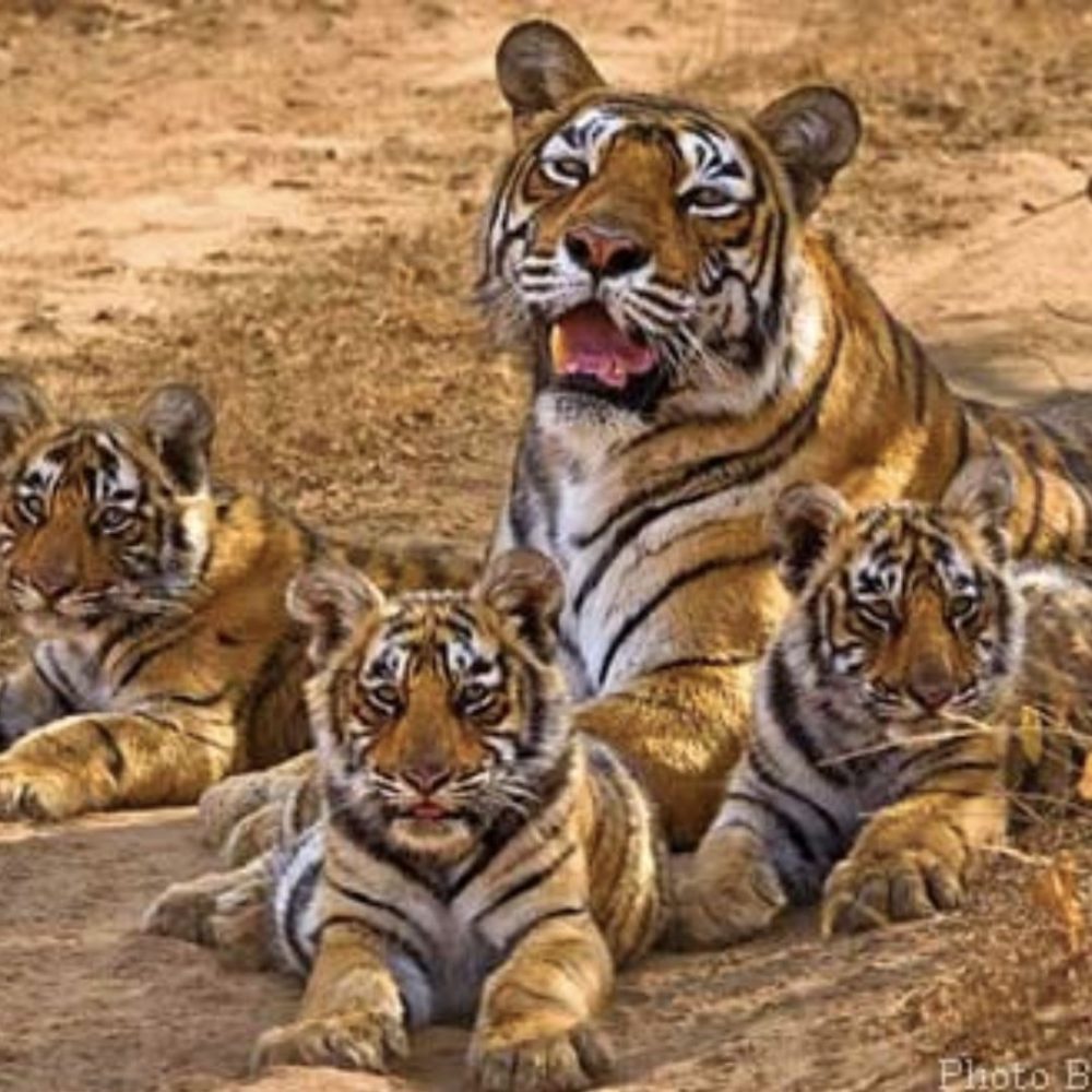 Image depicting Sariska Tiger Reserve, Rajasthan - Weekend Getaways!