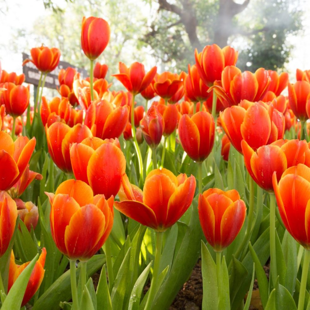 Image depicting A Million Tulips Bloom in Srinagar!