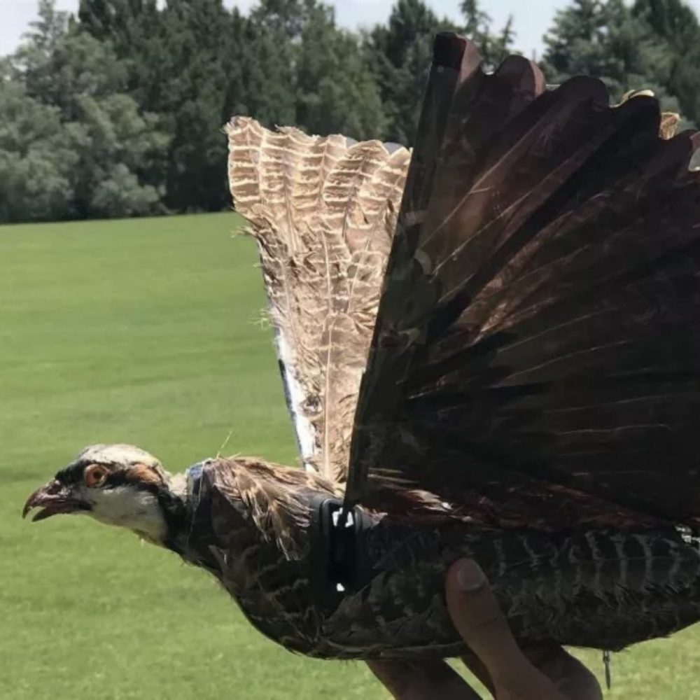 Image depicting Birds become flying robots!