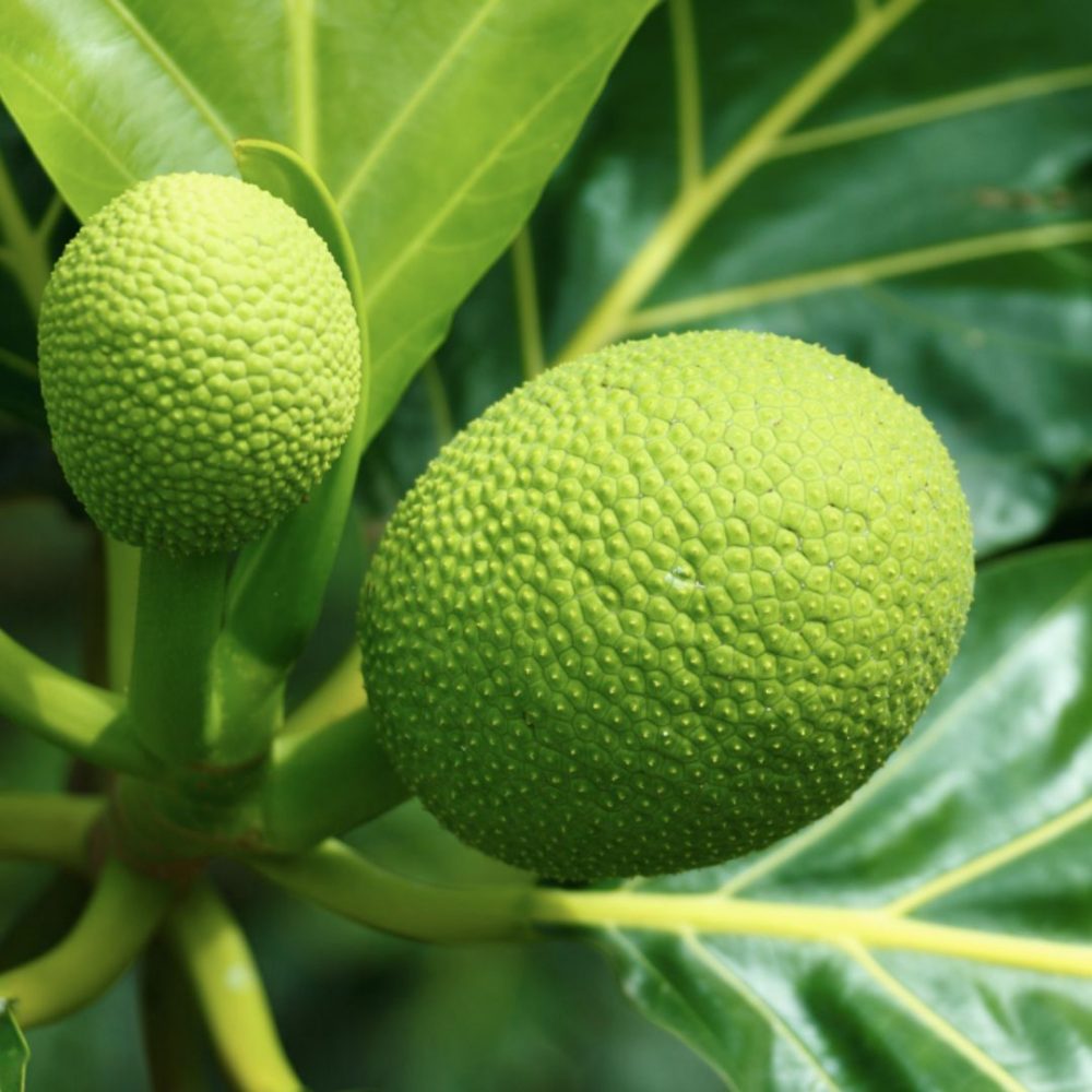 Image depicting Breadfruit - Healthify!