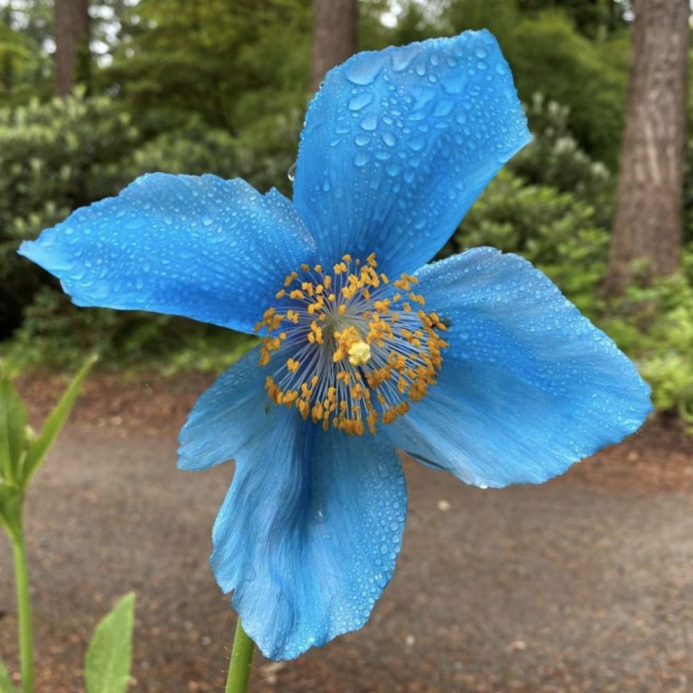 Image depicting Himalayan Blue Poppy - Unique Flowers!