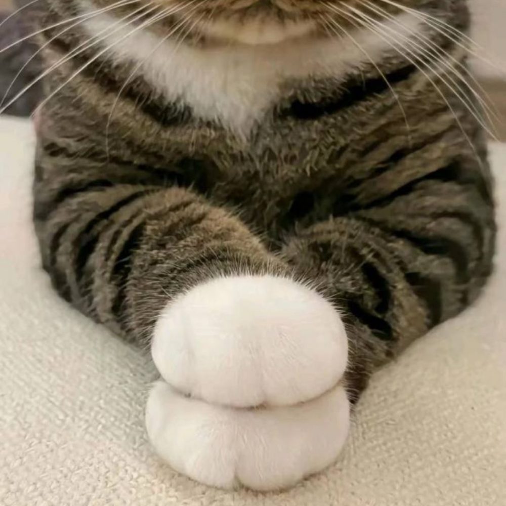 Image depicting Adorable Cat Paws: A Perfect Circle!