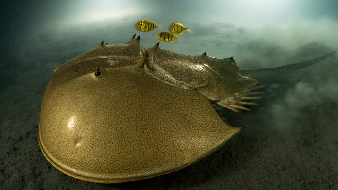 Image depicting Photography: 2023 Award-Winning Underwater Elegance!