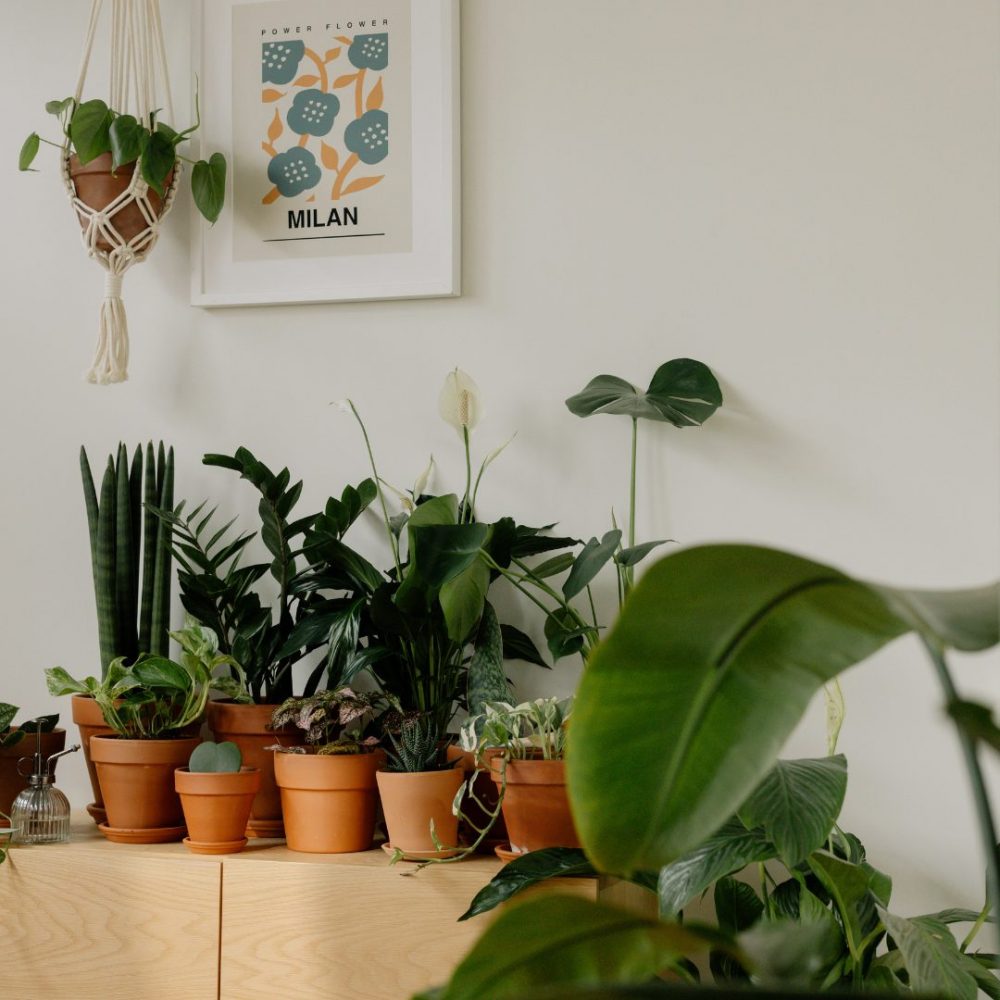 Image depicting Air Quality Improvement with Houseplants!