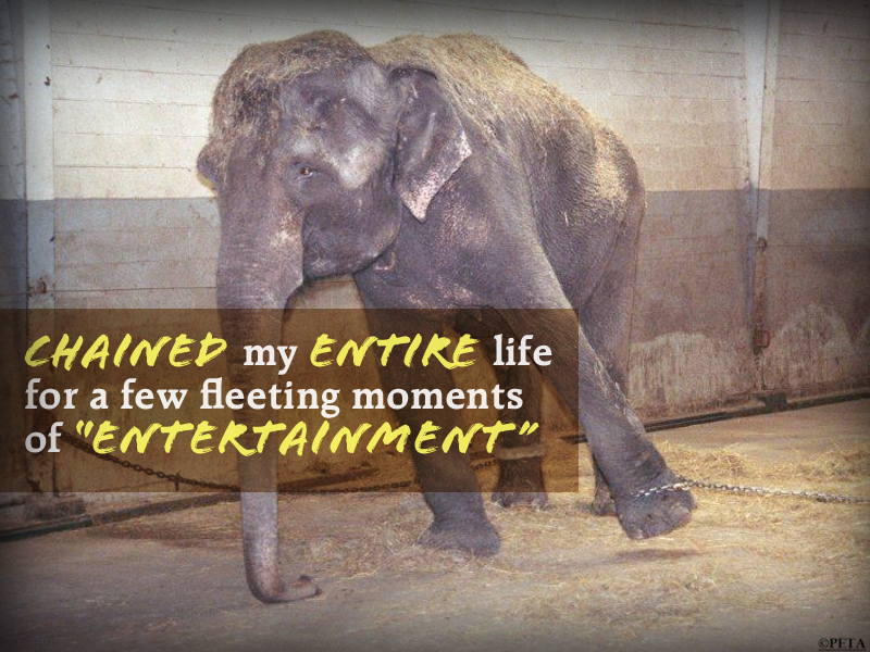 Image depicting End Indian Elephant Performances: Act Now