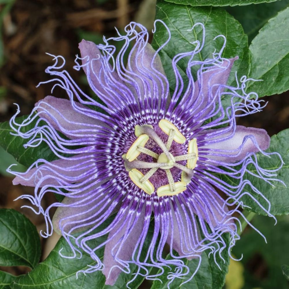 Image depicting Behold! The Passiflora Incarnata Plant Spectacle!