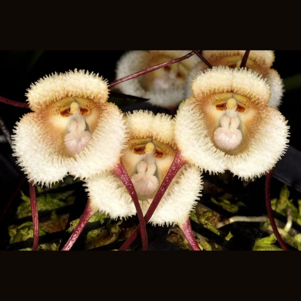 Image depicting Monkey Face Orchid - Unique Flowers!