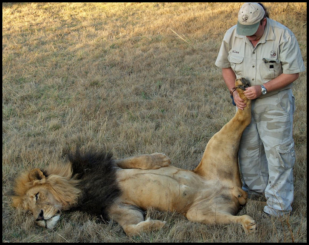 Image depicting The Lion Whisperer: A Tale of Trust and Tender Paws