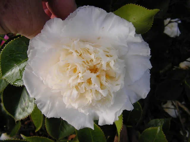 Image depicting Camellia Elegans Champagne: A Floral Masterpiece