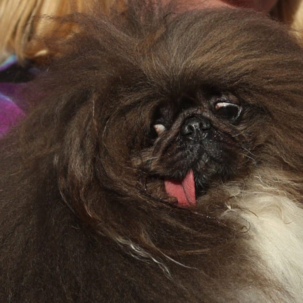 Pekingese Triumphs at World's Ugliest Dog Contest Curious Times