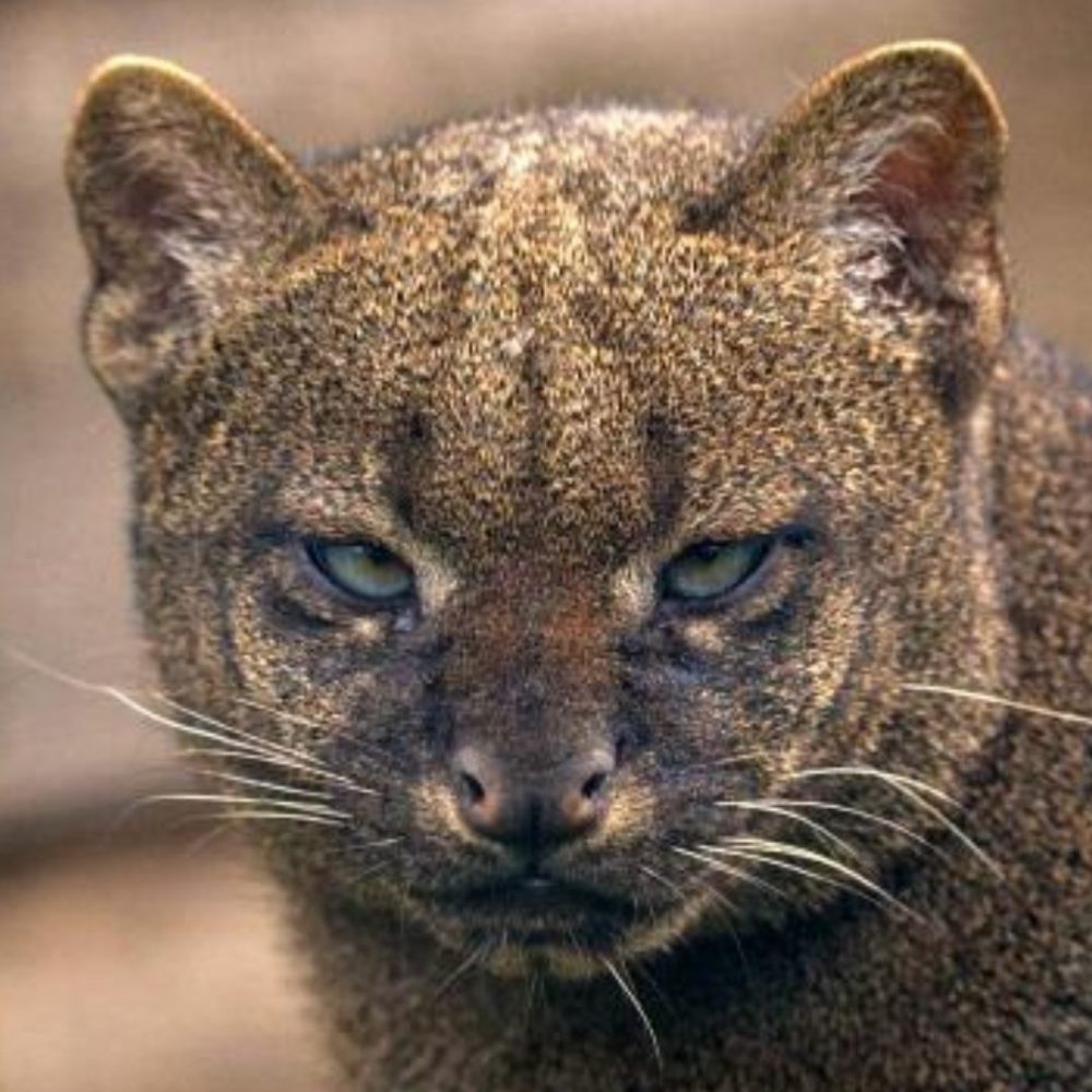 Image depicting The Whistling Jaguarundi Animal: A Feline Riddle