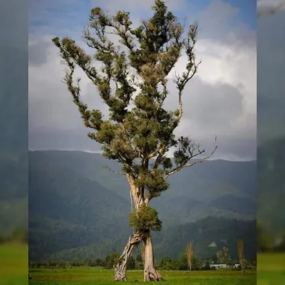Image depicting Tree of the Year: New Zealand's Walking Tree