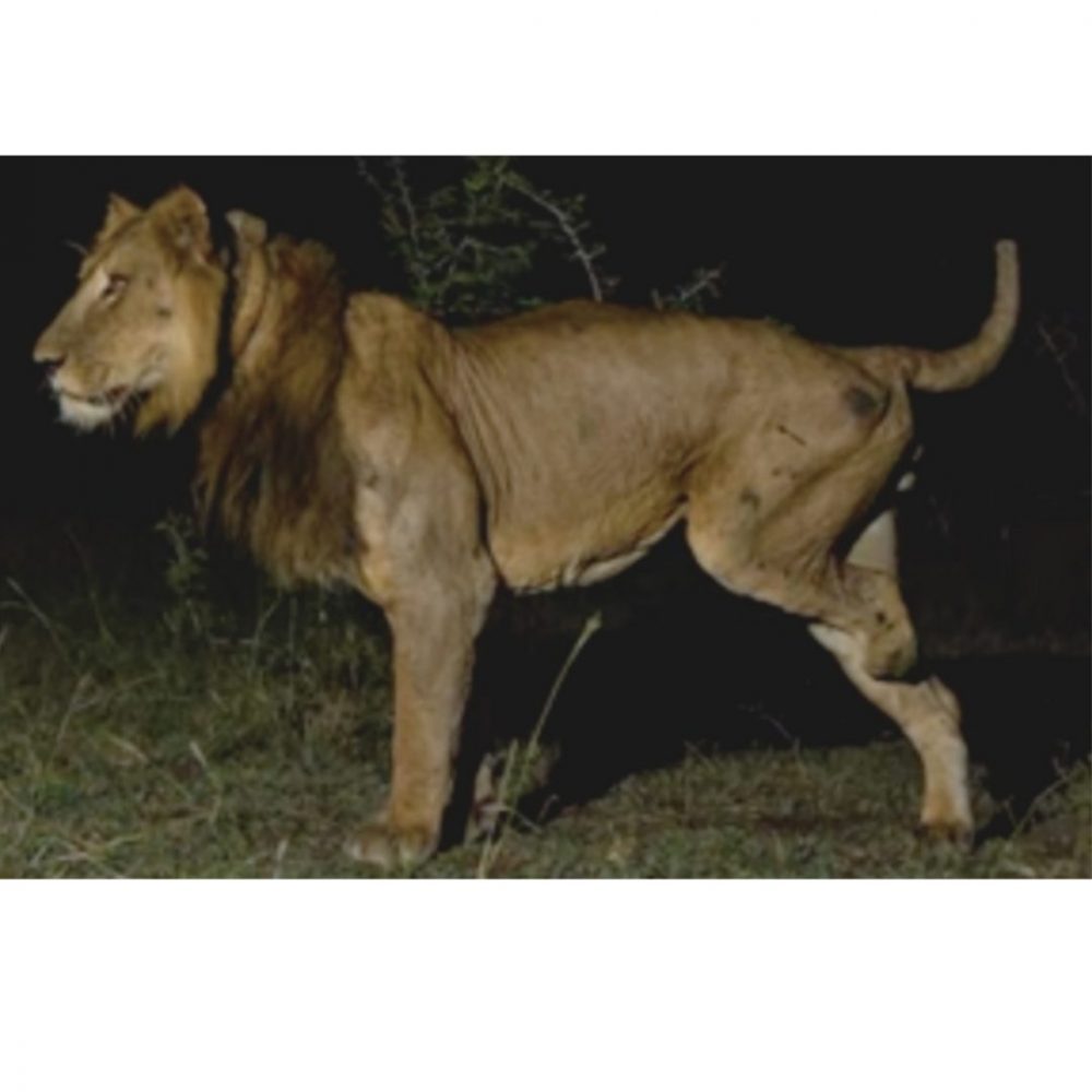 Image depicting Jacob the Lion: Uganda's Three-Legged Wildlife Wonder